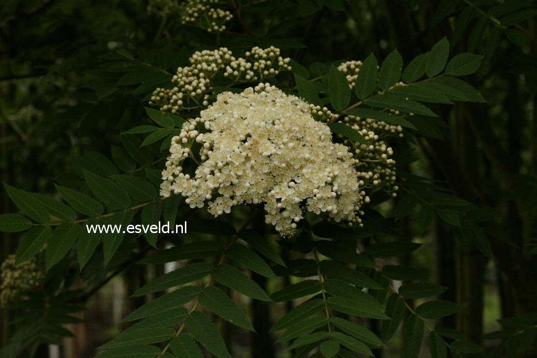 Sorbus 'Wilfrid Fox'