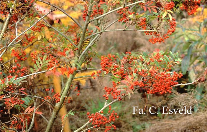 Sorbus amabilis