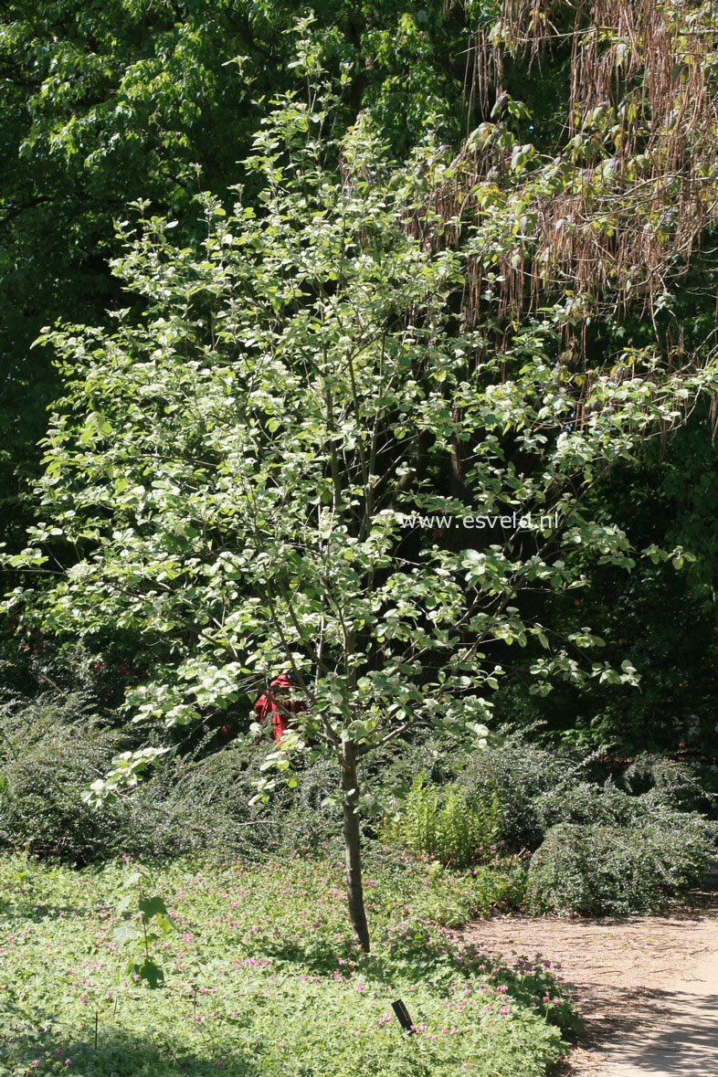 Sorbus aria 'Rotundifolia'