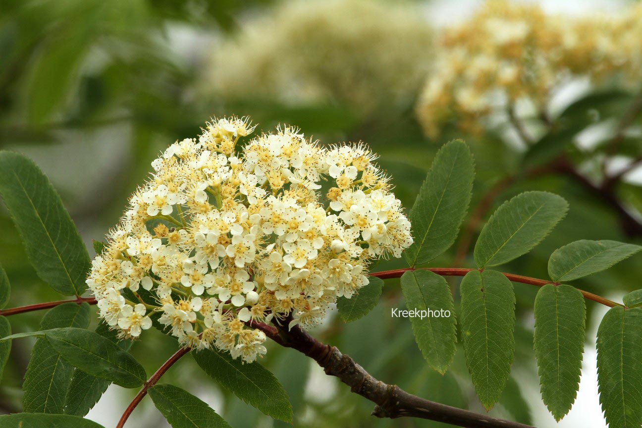 Sorbus arnoldiana 'Golden Wonder'