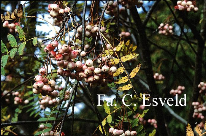 Sorbus cashmiriana 'Pink Form'