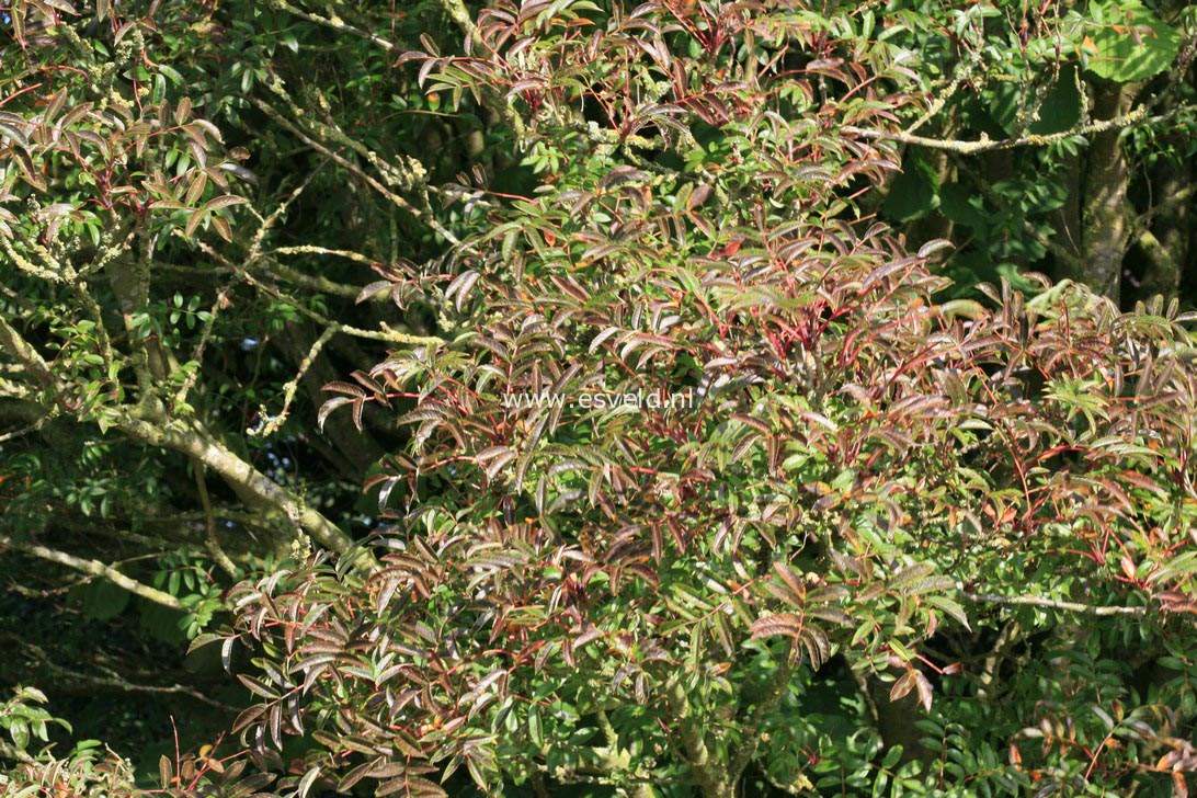Sorbus commixta 'Carmencita'