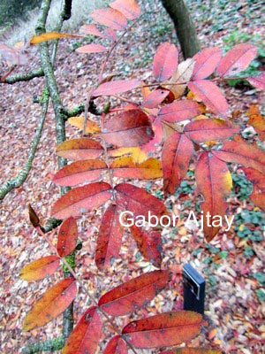 Sorbus discolor