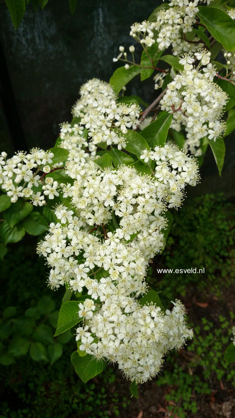 Sorbus folgneri 'Lemon Drop'