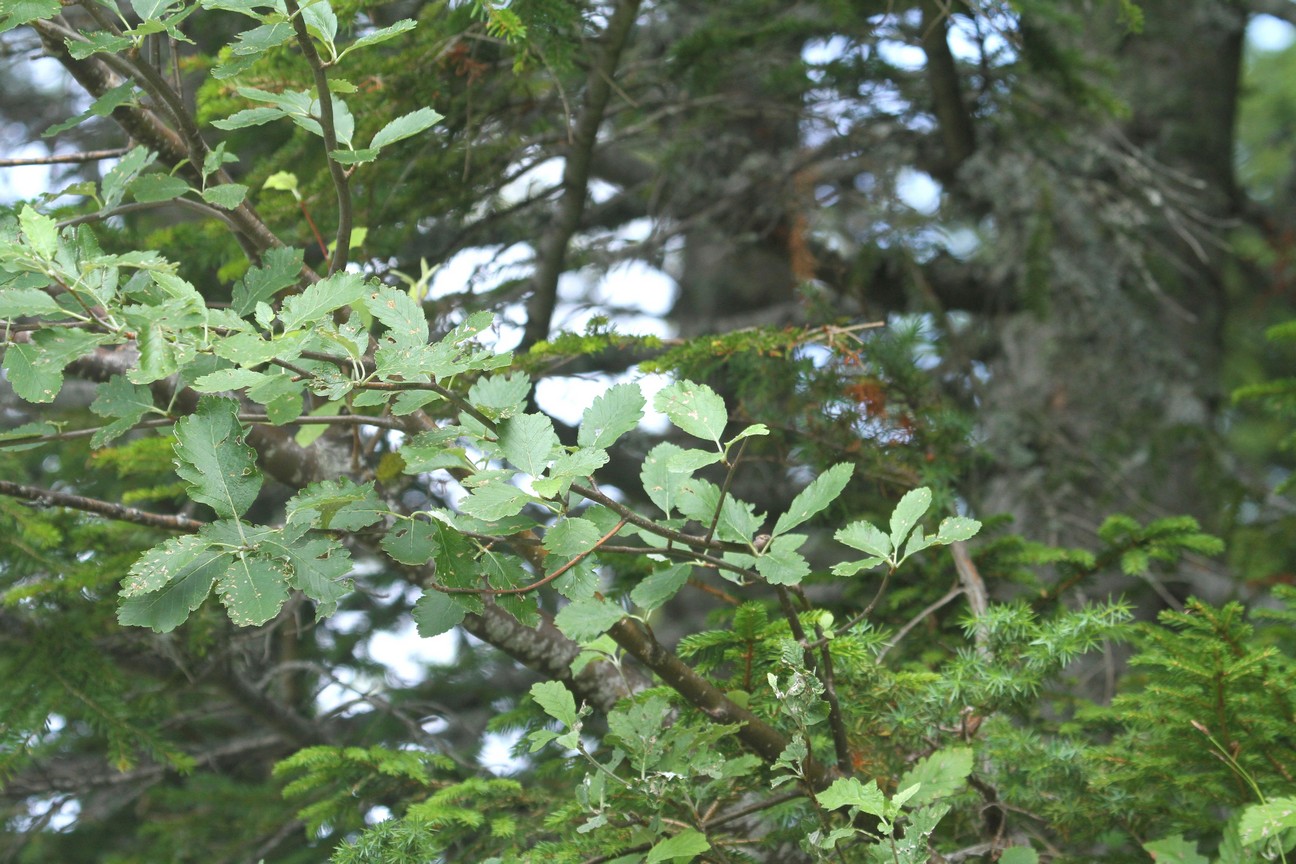 Sorbus intermedia