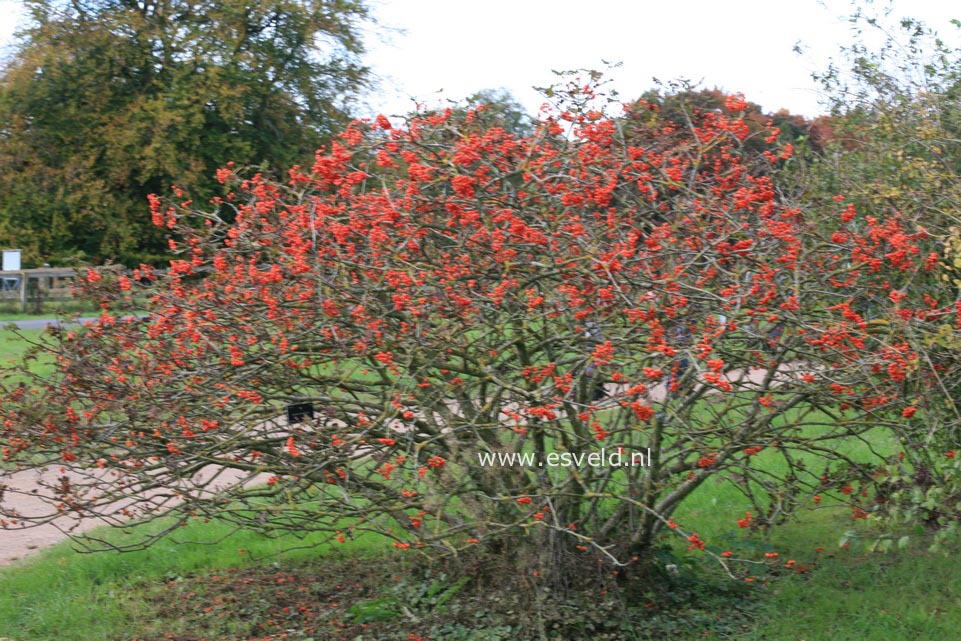Sorbus maderensis