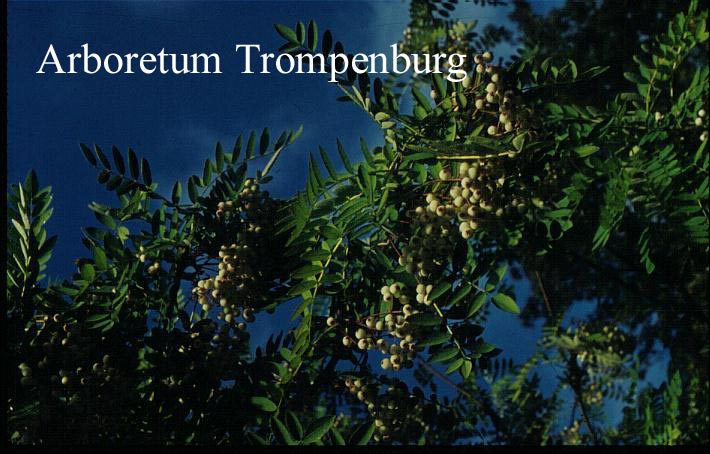 Sorbus munda (syn. S. prattii)