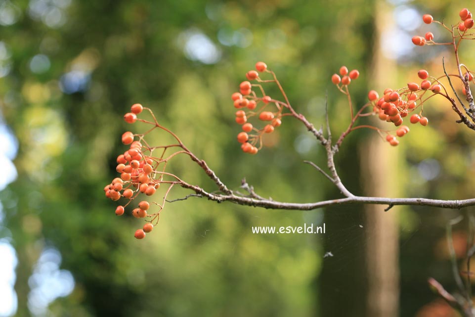 Sorbus randaiensis