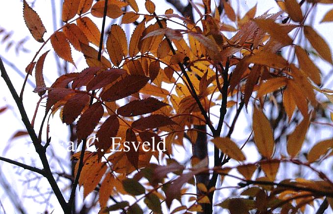 Sorbus rufo-ferruginea