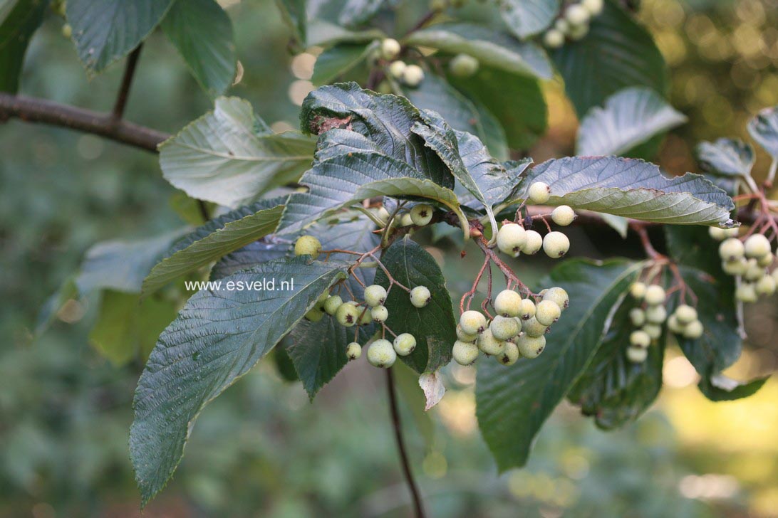 Sorbus thibetica