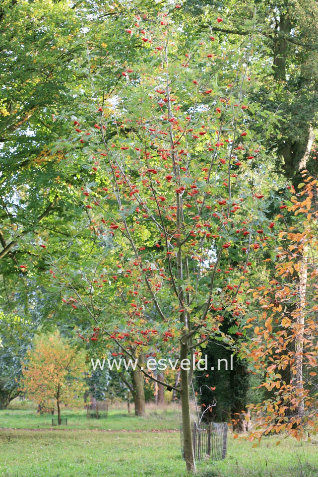 Sorbus wilsoniana
