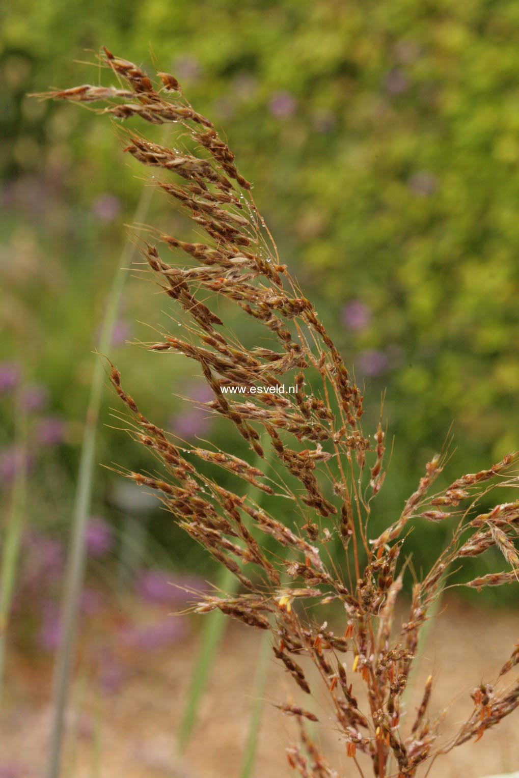Sorghastrum nutans 'Sioux Blue'