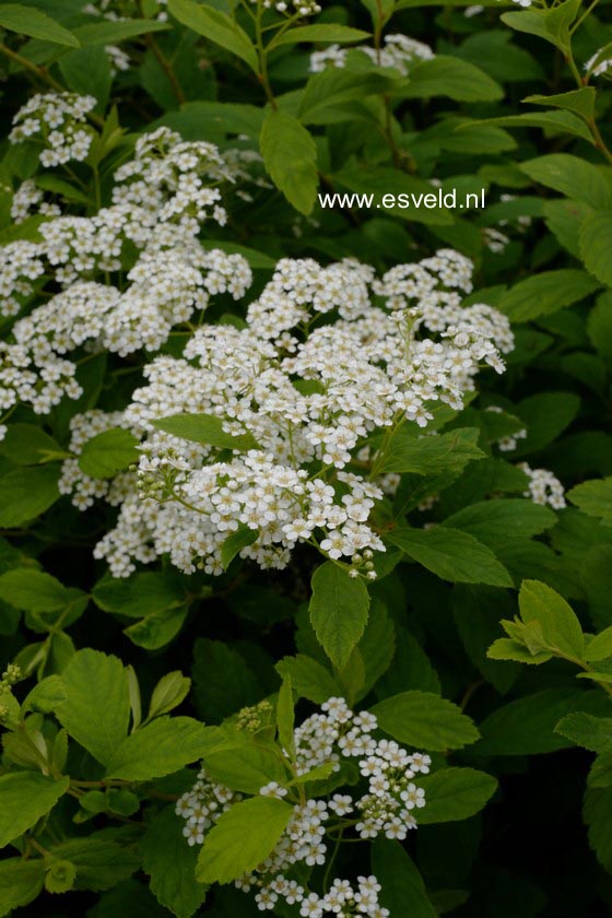 Spiraea decumbens