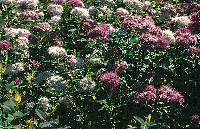 Spiraea japonica 'Genpei'