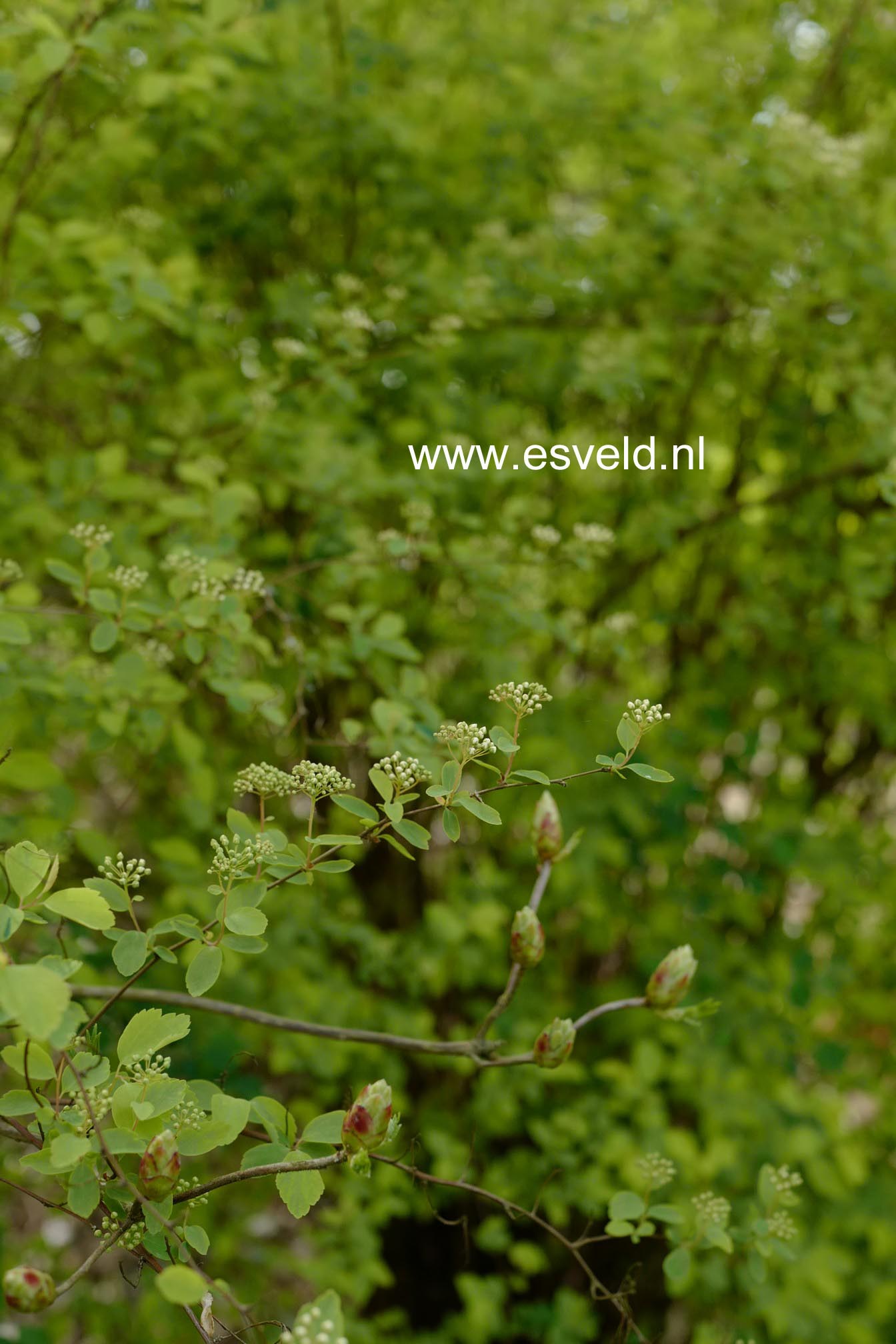 Spiraea vanhouttei 'Gold Fountain'