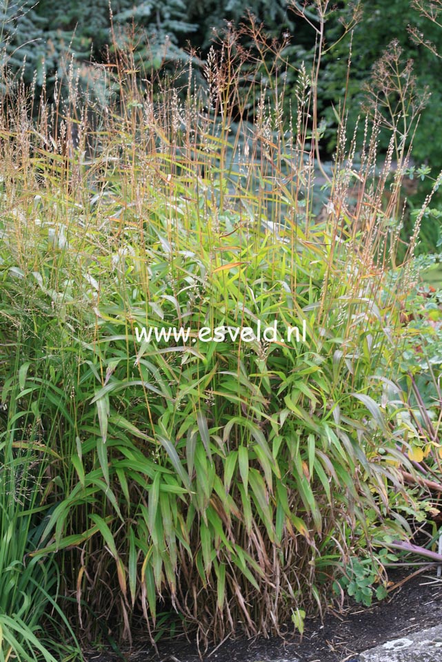 Spodiopogon sibiricus