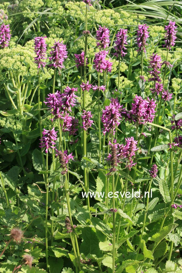 Stachys monieri