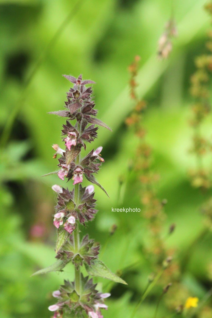 Stachys palustris