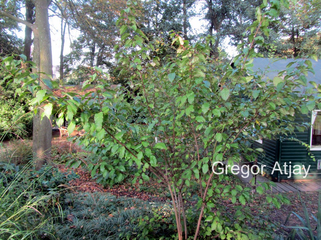 Stachyurus chinensis 'Wonderful Image'