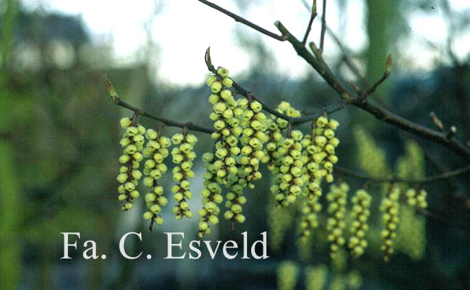 Stachyurus praecox 'Petra'