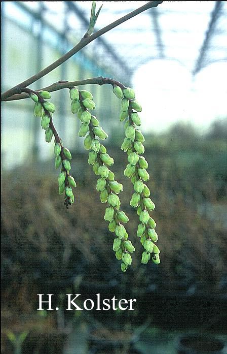 Stachyurus szechuanensis
