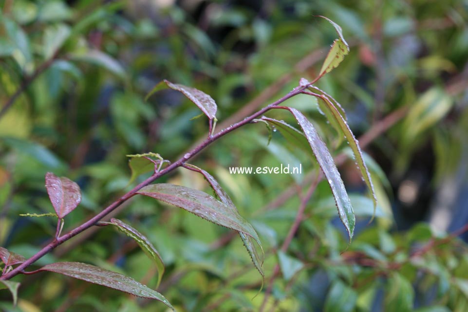 Stachyurus yunnanensis