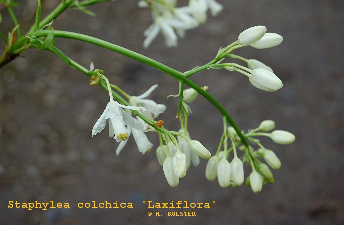 Staphylea colchica 'Laxiflora'