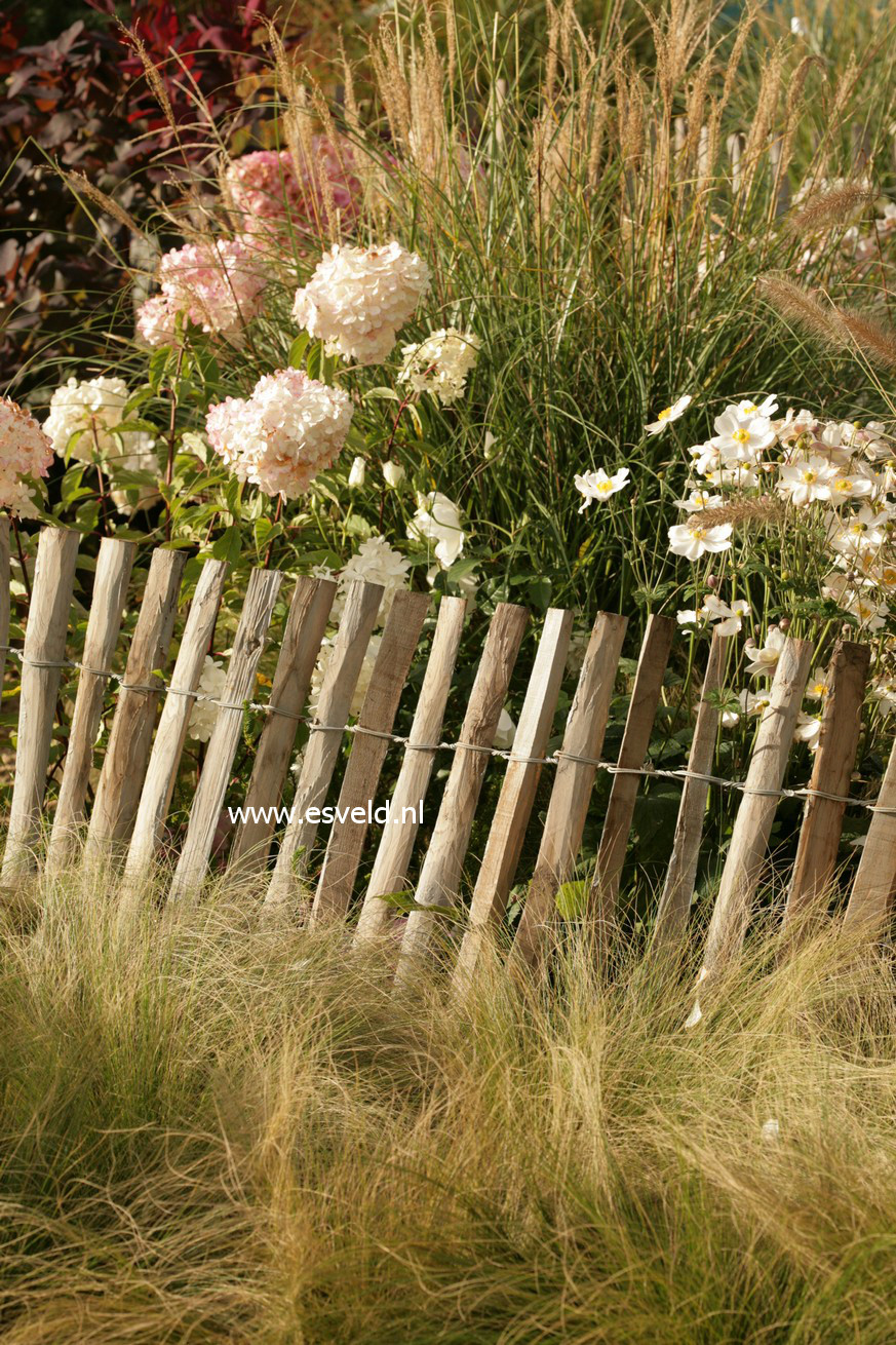 Stipa tenuissima