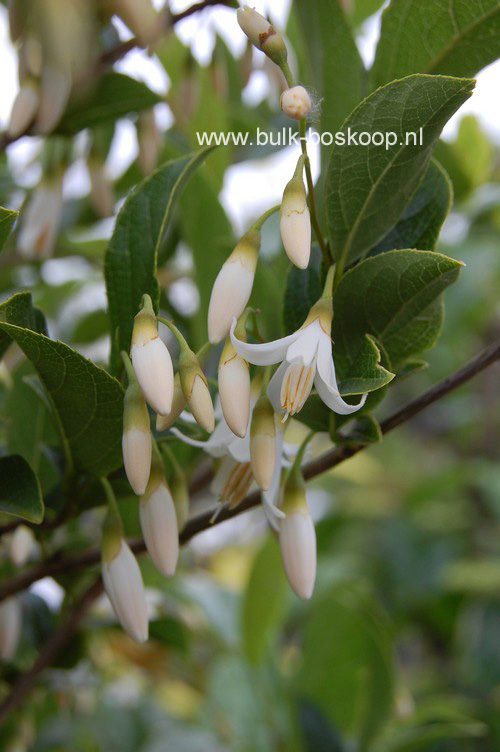 Styrax dasyanthus