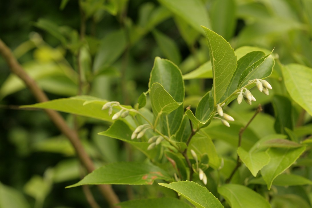 Styrax faberi