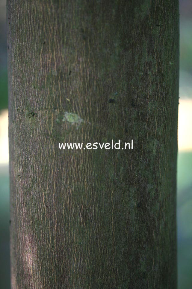 Styrax formosanus var. formosanus