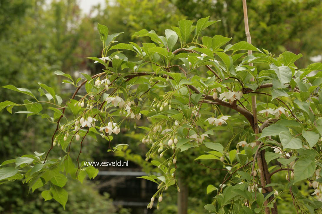 Styrax japonicus 'Chrystal'