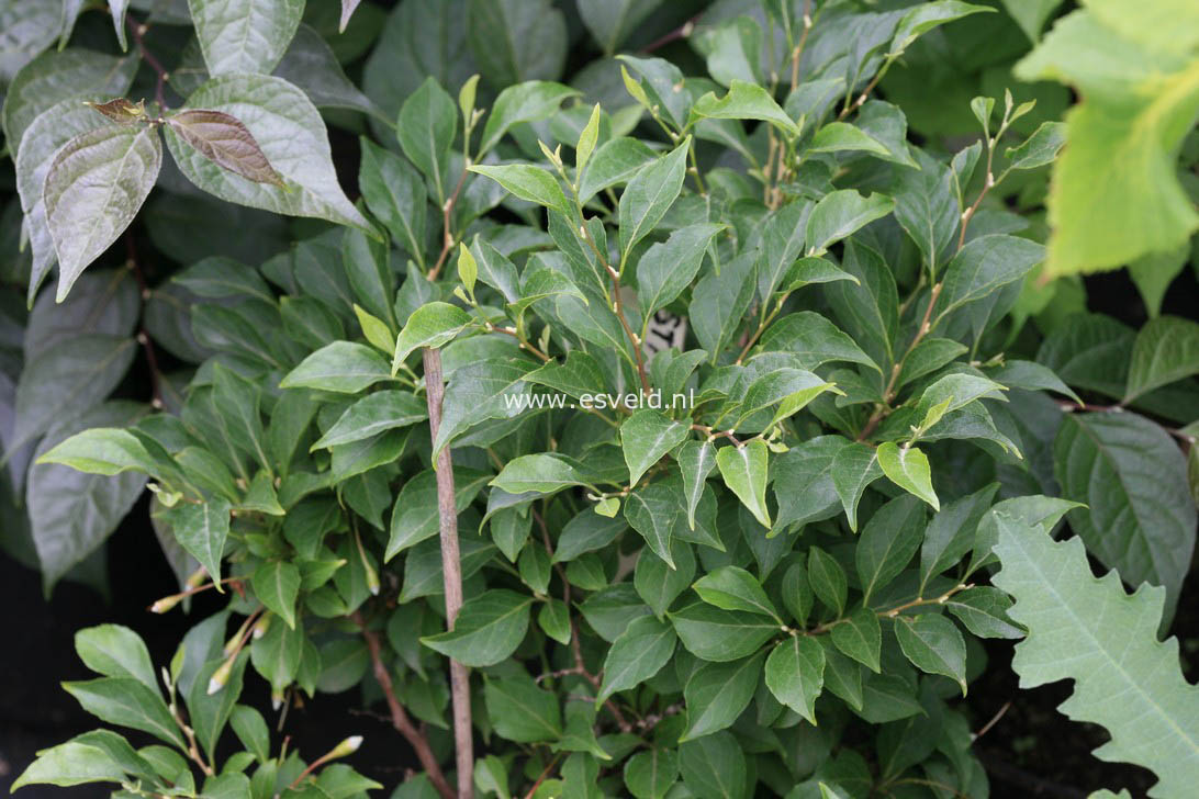 Styrax japonicus 'Hyme'