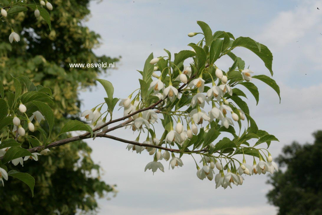 Styrax japonicus 'JFS-D' (SNOWCONE)