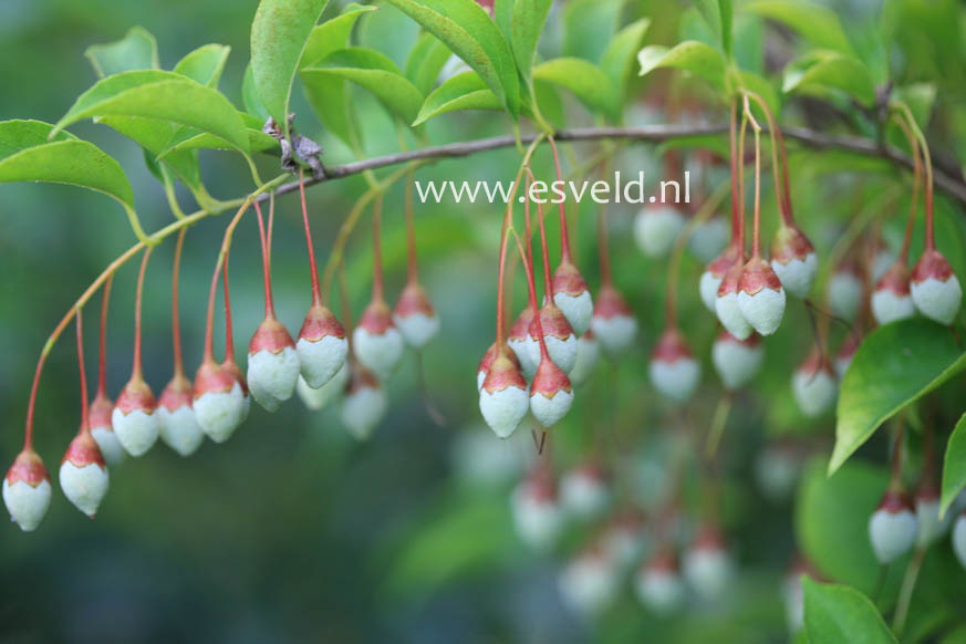 Styrax japonicus 'Peter Pan'