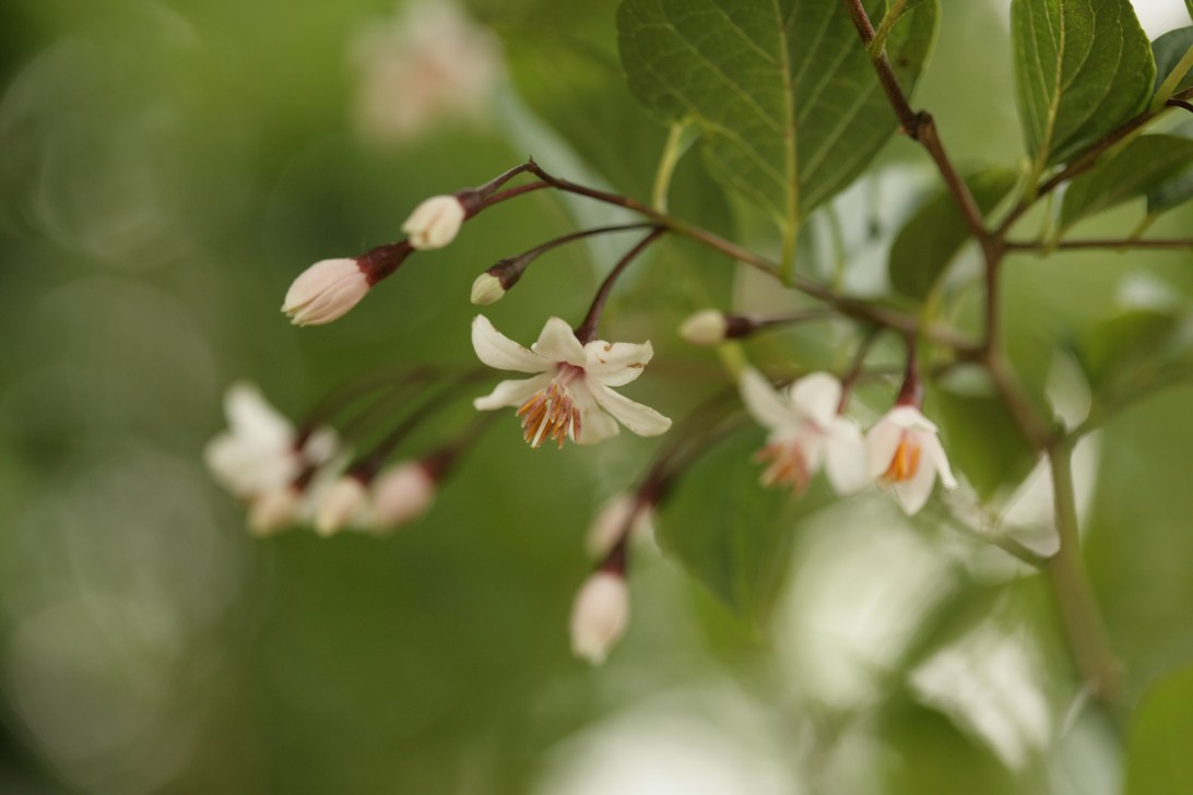 Styrax japonicus 'Pink Snowbell'