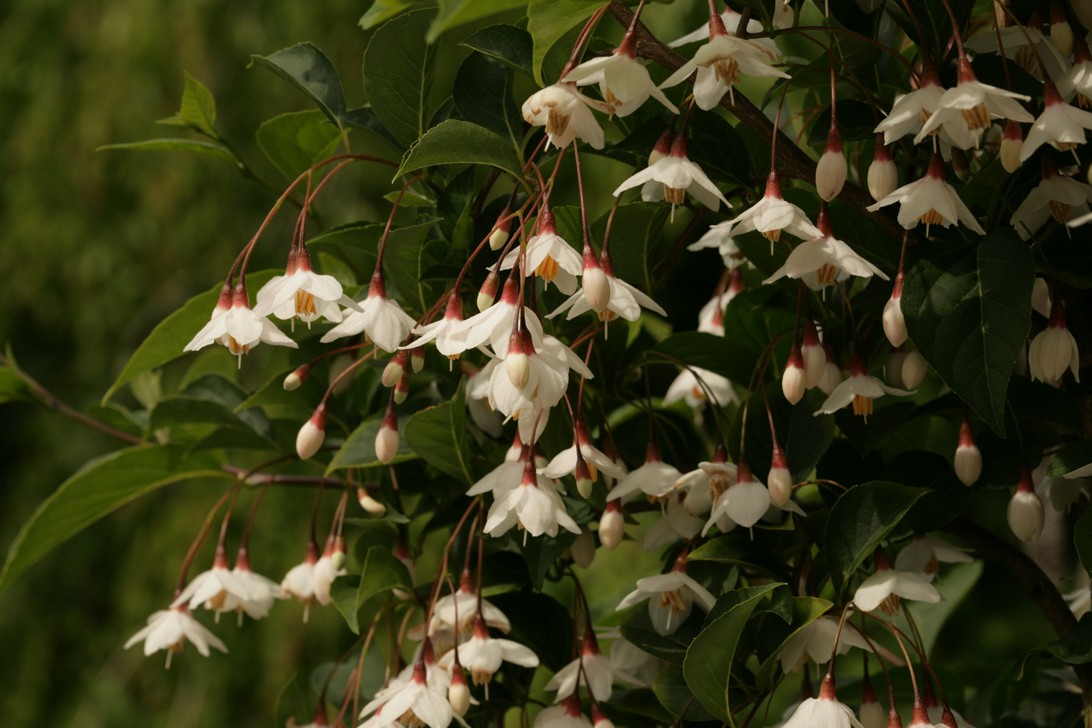 Styrax japonicus f. pendulus