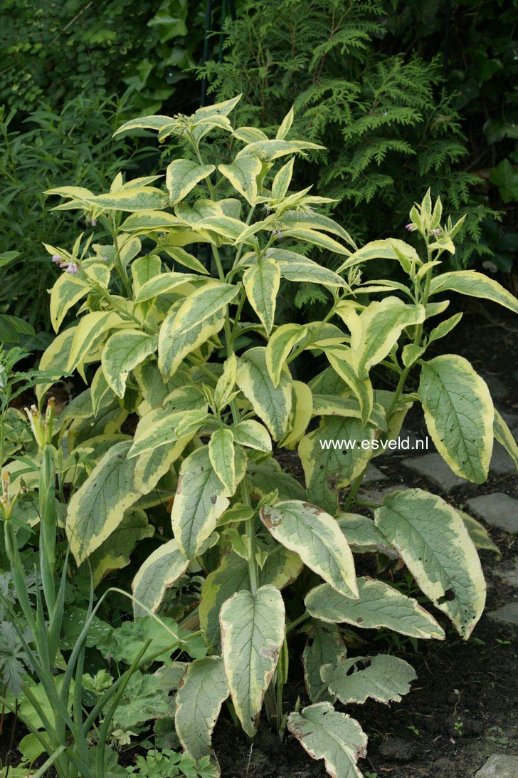 Symphytum grandiflorum 'Goldsmith'