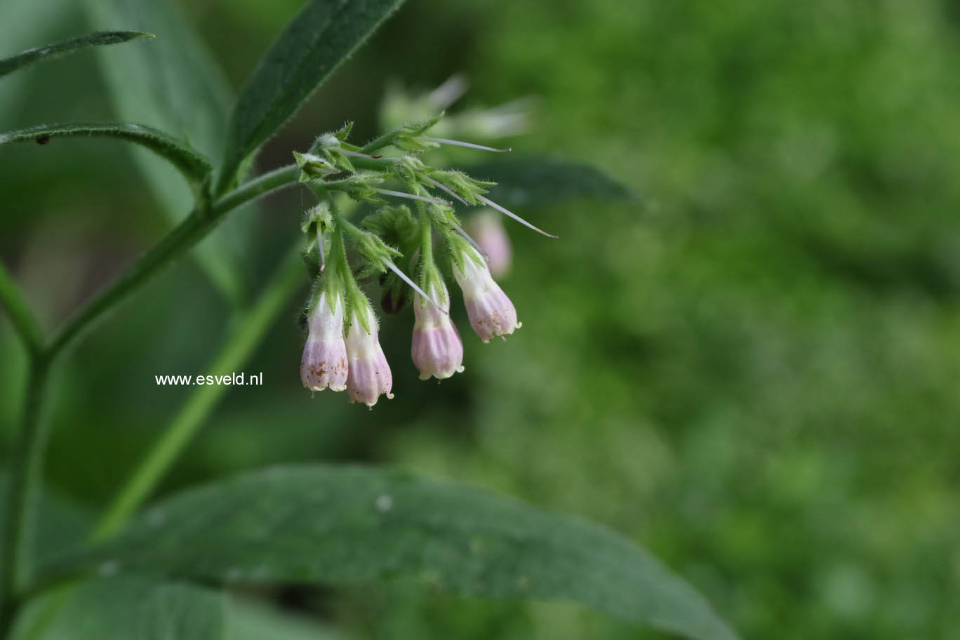 Symphytum uplandicum