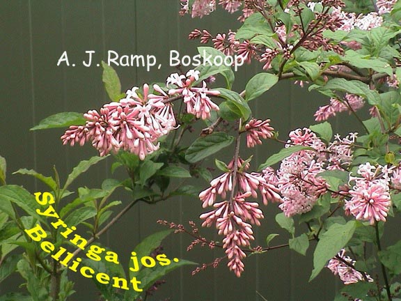 Syringa 'Bellicent'
