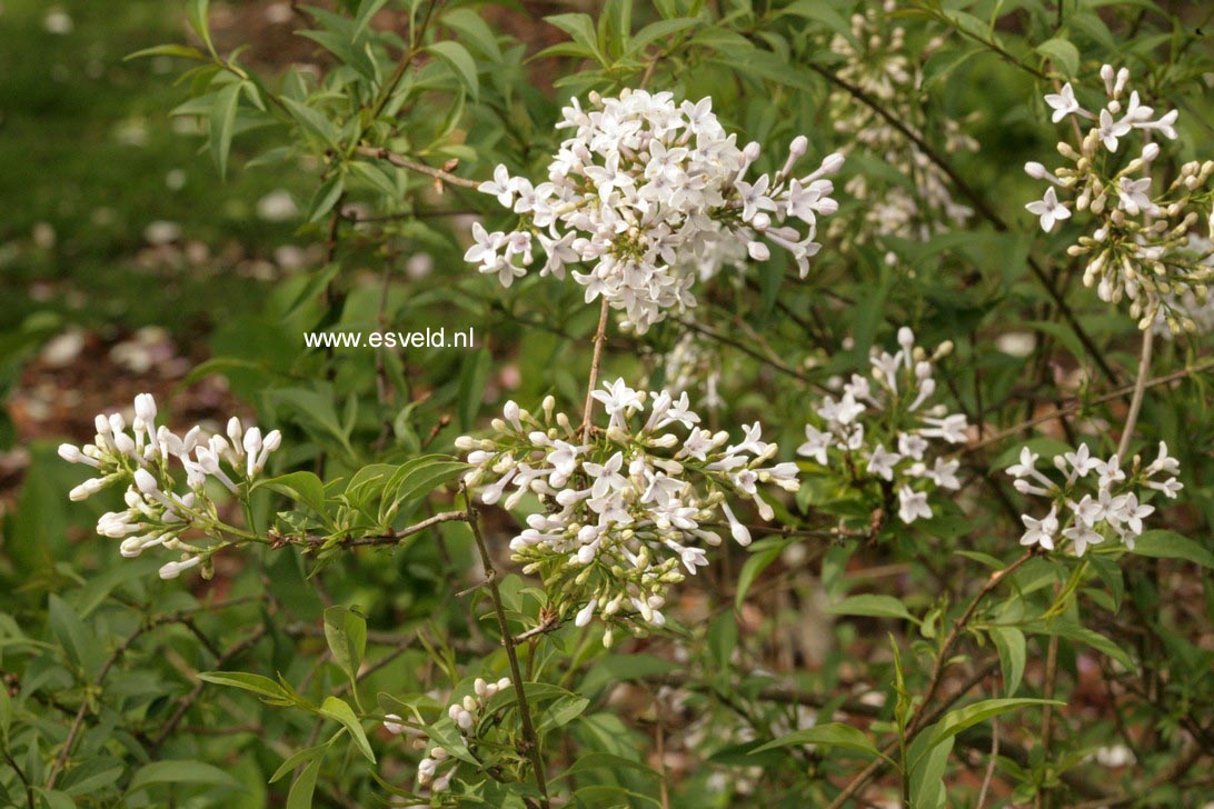 Syringa diversifolia 'Felice'