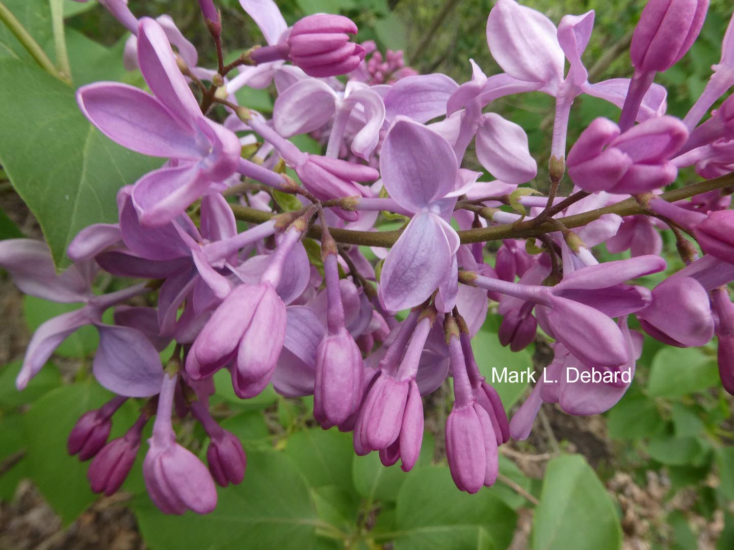 Syringa hyacinthiflora 'Buffon'