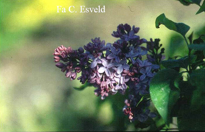Syringa hyacinthiflora 'Esther Staley'