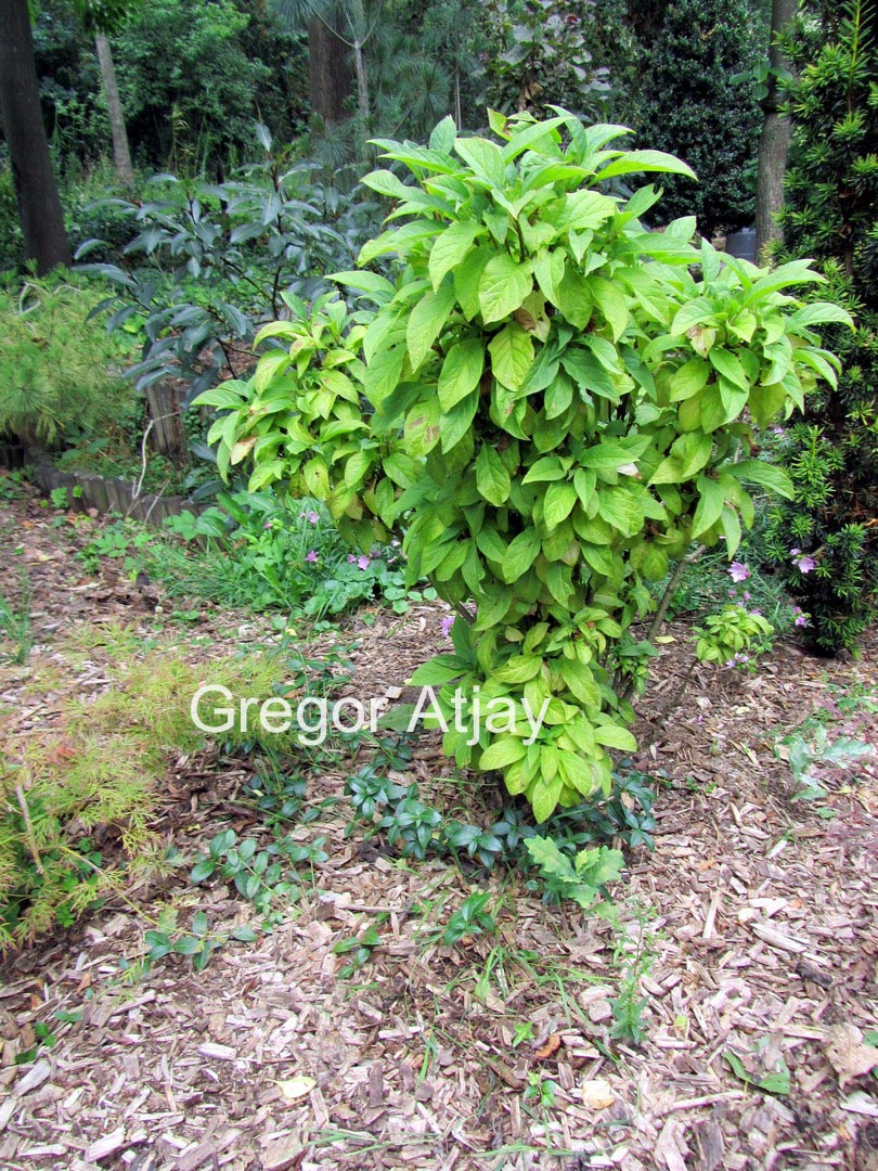 Syringa josiflexa 'Anna Amhoff'
