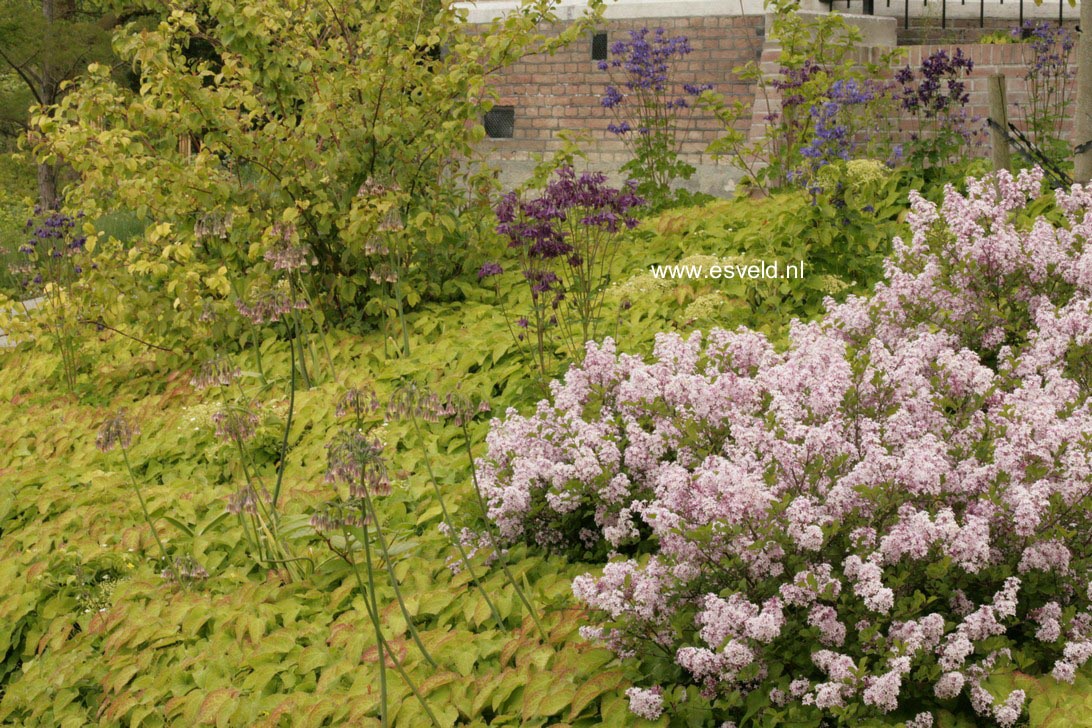 Syringa meyeri 'Palibin'