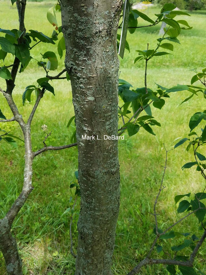 Syringa reticulata 'Regent'