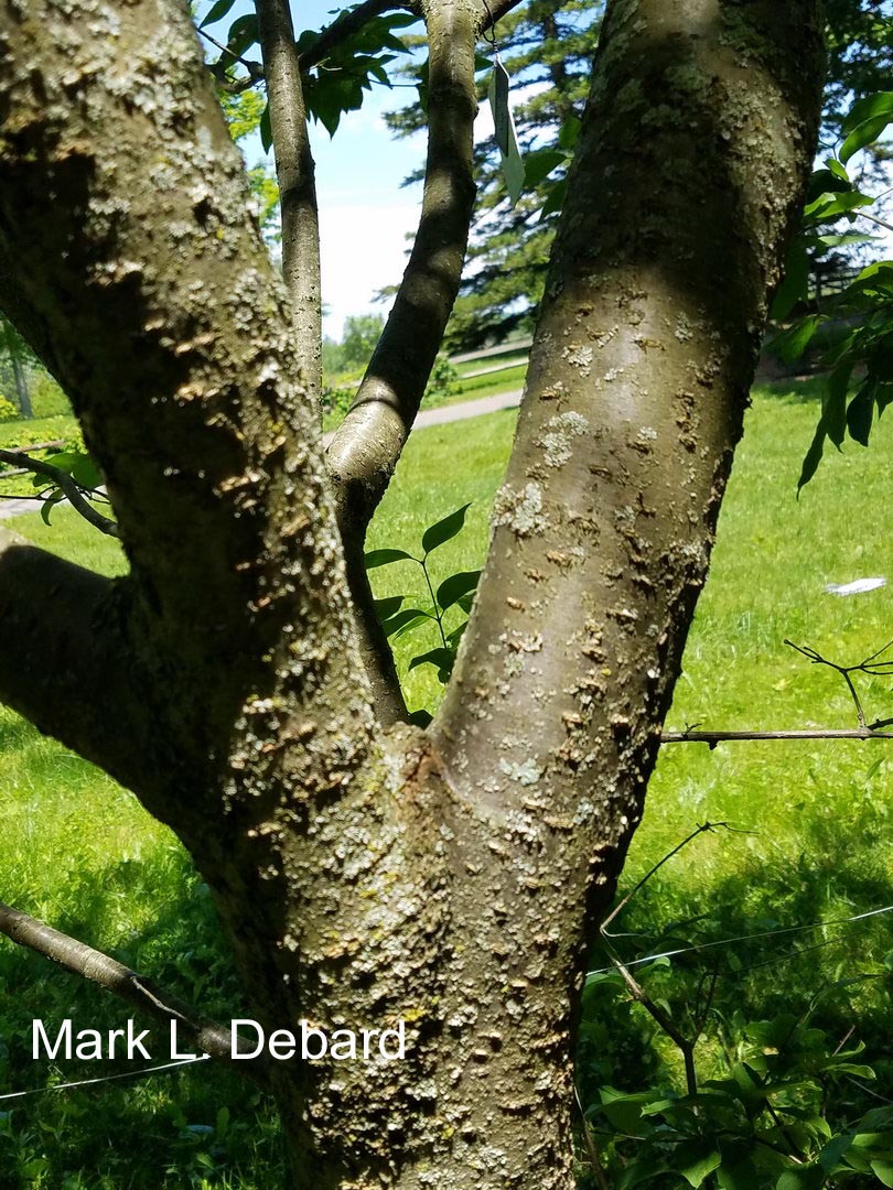 Syringa reticulata mandshurica