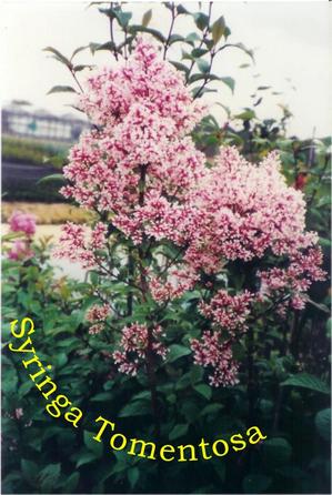 Syringa tomentella