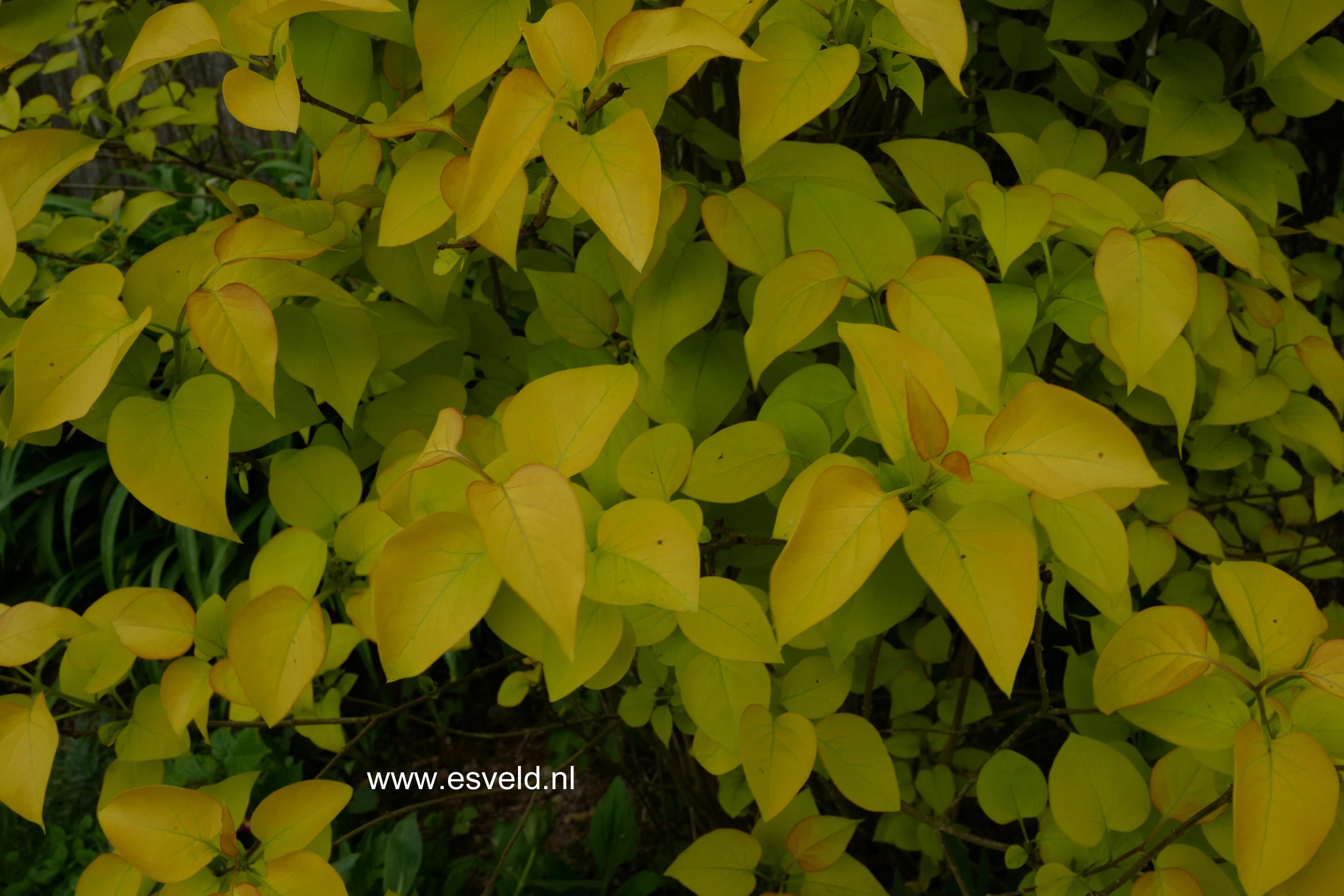 Syringa villosa 'Aurea'