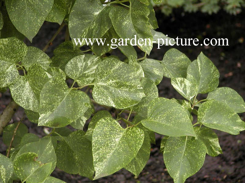 Syringa vulgaris 'Aucubifolia'